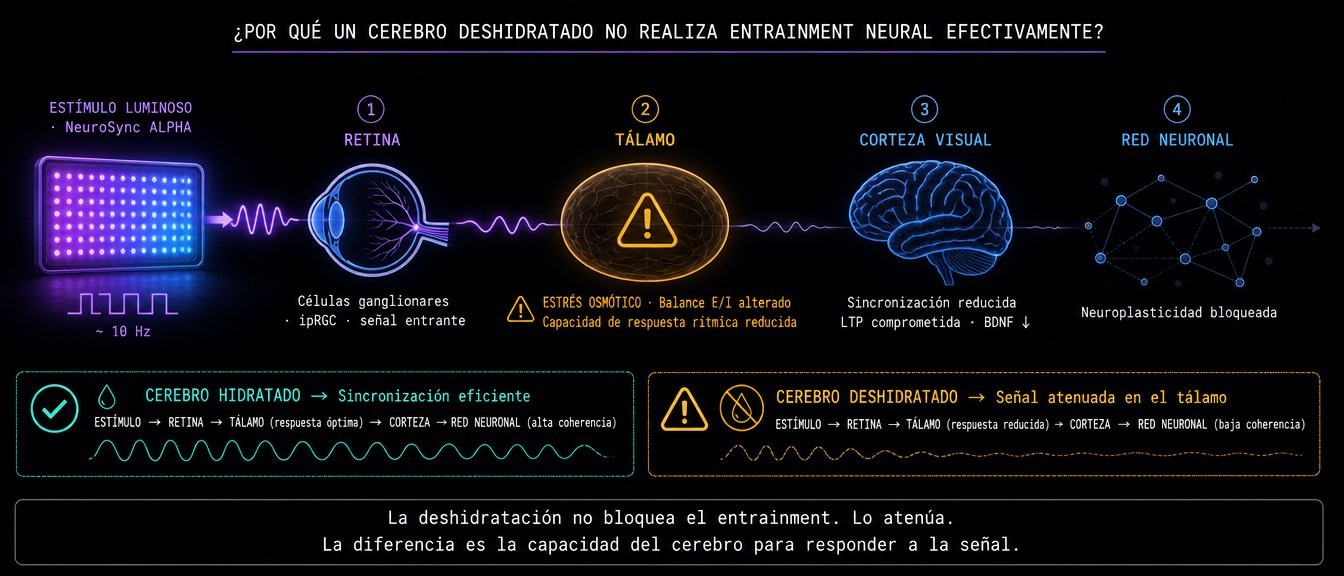 Cadena talámica: por qué un cerebro deshidratado no entrena bien con NeuroSync ALPHA