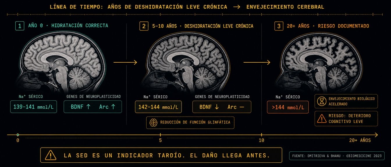 Línea de tiempo: años de deshidratación leve crónica y envejecimiento cerebral